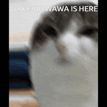 Wawa Cat Wake Up GIF - Wawa Cat Wake Up Wawacat GIFs