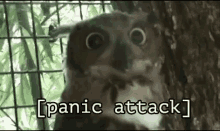 Panic Attack Owl GIF - Panic Attack Owl GIFs