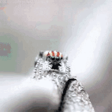 Yay Spider GIF - Yay Spider Yes GIFs