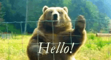 Hello Waving Bear GIF - Hello Waving Bear GIFs