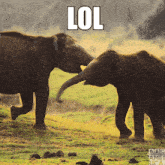 Laugh Elephant GIF - Laugh Elephant Lol GIFs