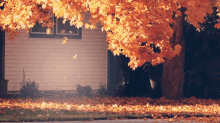 Fall GIF - Autumn Fall Season GIFs