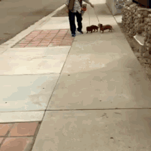 Funny Walk Funny As Hell GIF - Funny Walk Funny As Hell Funny Animals GIFs