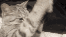 Cat Upset Cat GIF - Cat Upset Cat Upset GIFs