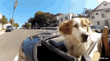 Dog Joy Ride GIF - Dog Joy Ride Lets Ride GIFs
