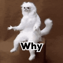 a white stuffed animal is sitting on a box with the word why written on it