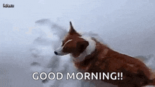 Mj Dog GIF - Mj Dog Snow Dog GIFs