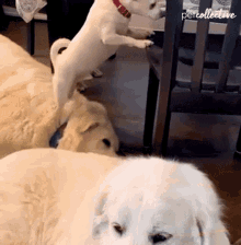 Stepping The Pet Collective GIF