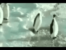 Pinguin Pinguins GIF - Pinguin Pinguins Drole GIFs