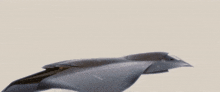 Stealth Fighter Jets GIF - Stealth Fighter Jets Take Off GIFs