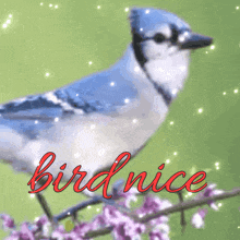 a blue and white bird is sitting on a branch with purple flowers and the words bird nice in red