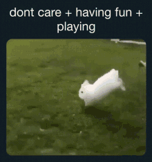 playing rabbit