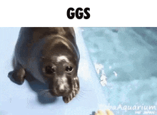 Seal Ggs GIF - Seal Ggs Good Games GIFs