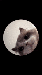 Iskur Cat GIF - Iskur Cat Cat Rolling GIFs