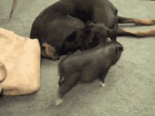 Dogs Puppy GIF - Dogs Puppy Funny Animals GIFs