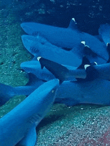 Shark Sharks GIF - Shark Sharks Cuddle GIFs