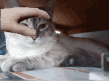 Pelucha Michi Gato Hand Cat GIF - Pelucha Michi Gato Hand Cat GIFs