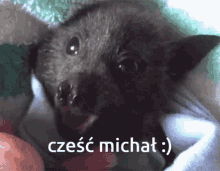 Czesc Michal GIF - Czesc Michal Czesc Michal GIFs