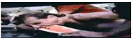 a blurry picture of a woman laying on a bed eating a watermelon