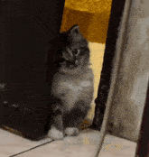 a kitten peeking out from behind a door looking at the camera