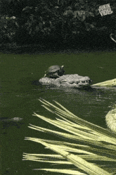 a turtle is sitting on top of a crocodile in a pond with the words jukin video visible in the corner
