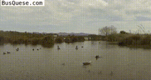 Crazy Ducks Crazy Goose GIF - Crazy Ducks Crazy Goose Camera Accidents GIFs