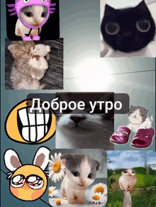 a collage of cats and a smiley face with the words " доброе утро "