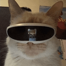 a cat wearing sunglasses with a reflection of a skateboard in the lens
