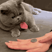 Coin Kitty GIF - Coin Kitty GIFs