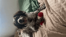 a dog is laying on a bed with a red toy in its mouth