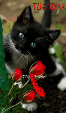 Black Kittens Cat GIF - Black Kittens Cat Kitten GIFs