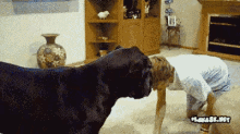 Playing With A Great Dane GIF - Dog Playing Great Dane GIFs