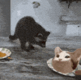 a cat standing next to a paper plate with a picture of a cat on it