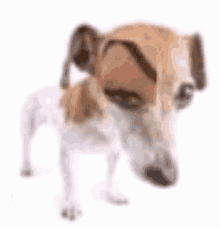 Dog Sussy GIF