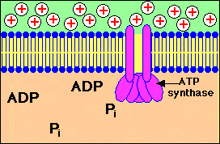 Atp Synthase GIF