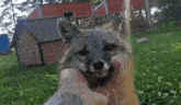Gray Fox Gray Fox Pets GIF - Gray Fox Gray Fox Pets Fox Pets GIFs