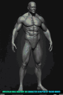 muscular muscles man basemesh character