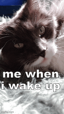 a black and white cat laying down with the words me when i wake up above it