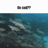 Cod Shrimple GIF - Cod Shrimple Shrimp GIFs