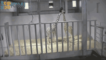 Giraffes Sisters Fight Too GIF - Giraffes Sisters Fight Too Abi And Hope Tug Of War GIFs