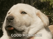 a white puppy is yawning and says good morning .