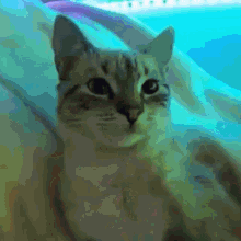 a cat is laying on a bed with a blue background