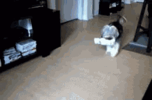 "Skipity Bopity Boo I Got The Paper For You." GIF - Dogs Cute Carrier GIFs