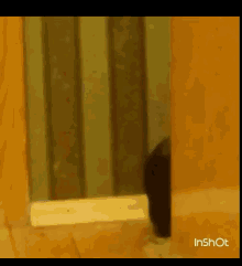 Cat What GIF - Cat What Surprised GIFs