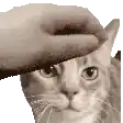 a person is petting a cat 's head .