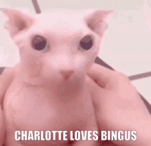 Charlotte Loves Bingus GIF - Charlotte Loves Bingus GIFs