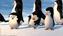 a group of penguins standing next to each other with the copyright 2014 diva llc at the bottom