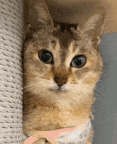 Cat Meme Cute GIF - Cat Meme Cat Cute GIFs