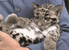 GIF