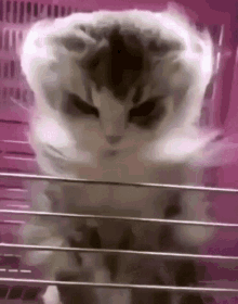 Angry Cat GIF - Angry Cat Menacing GIFs
